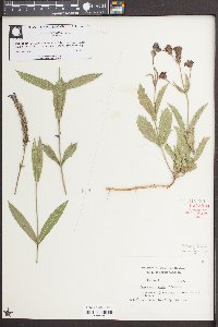 Verbena rigida image