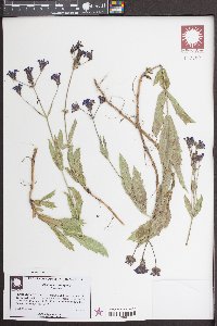 Verbena rigida image