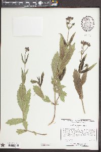 Verbena rigida image