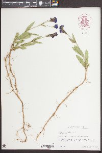 Verbena rigida image