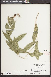 Verbena rigida image