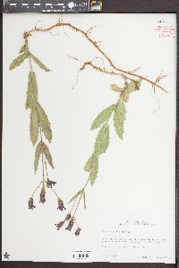 Verbena rigida image