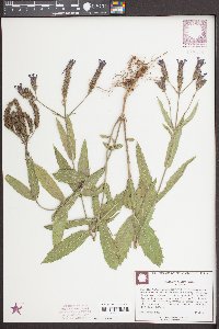 Verbena rigida image