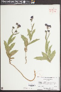 Verbena rigida image