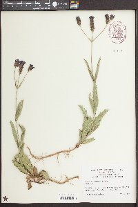 Verbena rigida image