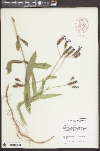 Verbena rigida image