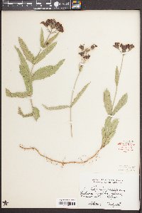 Verbena rigida image