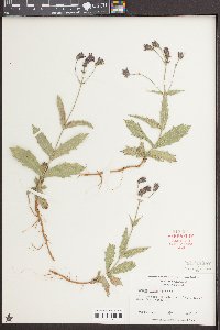 Verbena rigida image