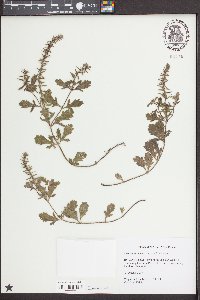 Verbena bracteata image