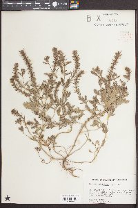 Verbena bracteata image