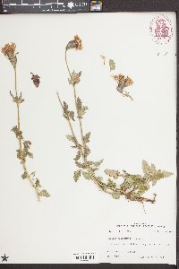 Verbena canadensis image