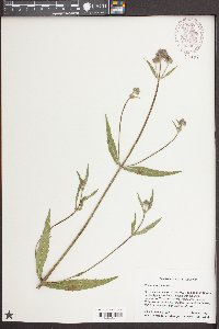 Verbena bonariensis image