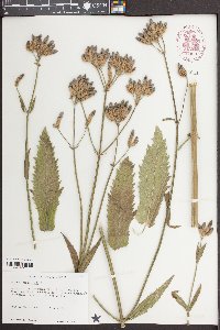 Verbena bonariensis image