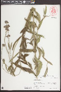 Verbena bonariensis image