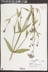 Verbena bonariensis image