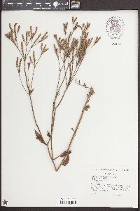 Verbena brasiliensis image