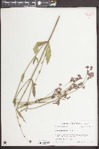 Verbena brasiliensis image