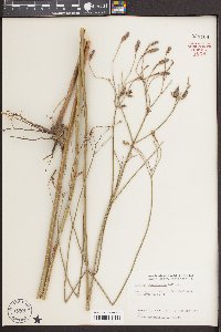 Verbena brasiliensis image