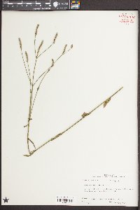 Verbena brasiliensis image