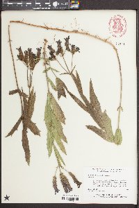 Verbena rigida image