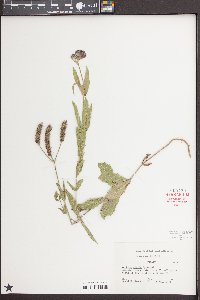 Verbena rigida image