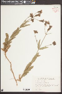 Verbena rigida image