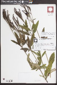 Verbena hastata image