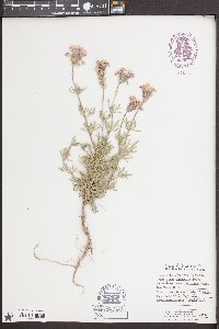 Glandularia wrightii image