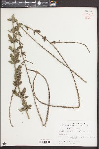 Verbena xutha image