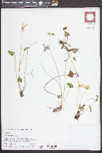 Viola septemloba image