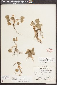 Viola villosa image