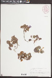 Viola walteri image