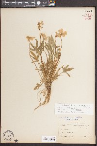 Viola pedatifida image