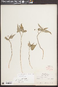 Viola hastata image