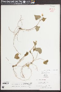 Viola pubescens var. scabriuscula image