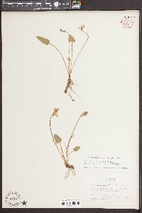 Viola sagittata var. sagittata image