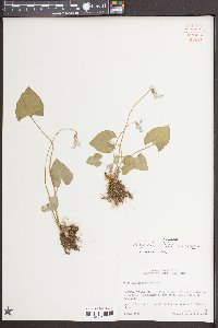 Viola sororia var. sororia image