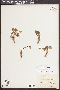 Viola sororia var. sororia image