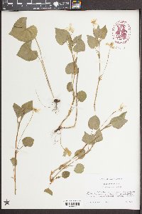 Viola striata image