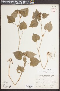 Viola striata image