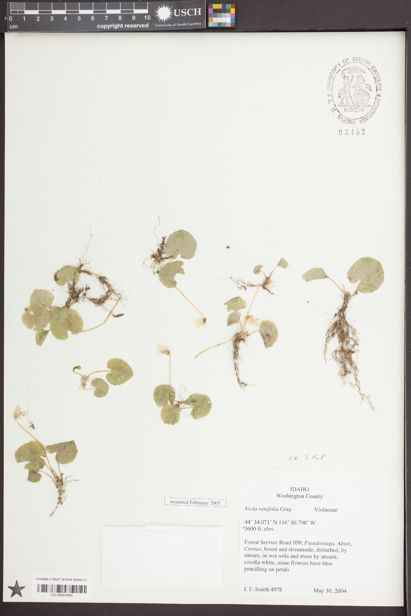 Viola renifolia image