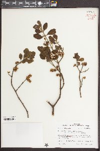 Phoradendron leucarpum subsp. tomentosum image