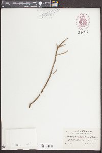 Phoradendron californicum image