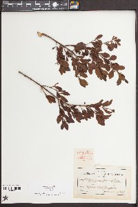 Dendropemon pauciflorus image