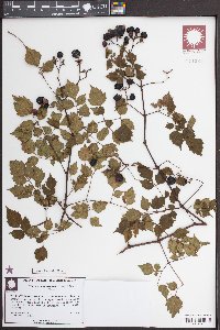 Nekemias arborea image