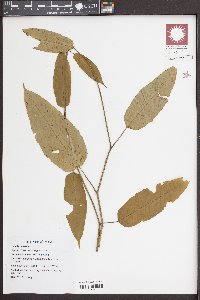 Cissus nodosa image