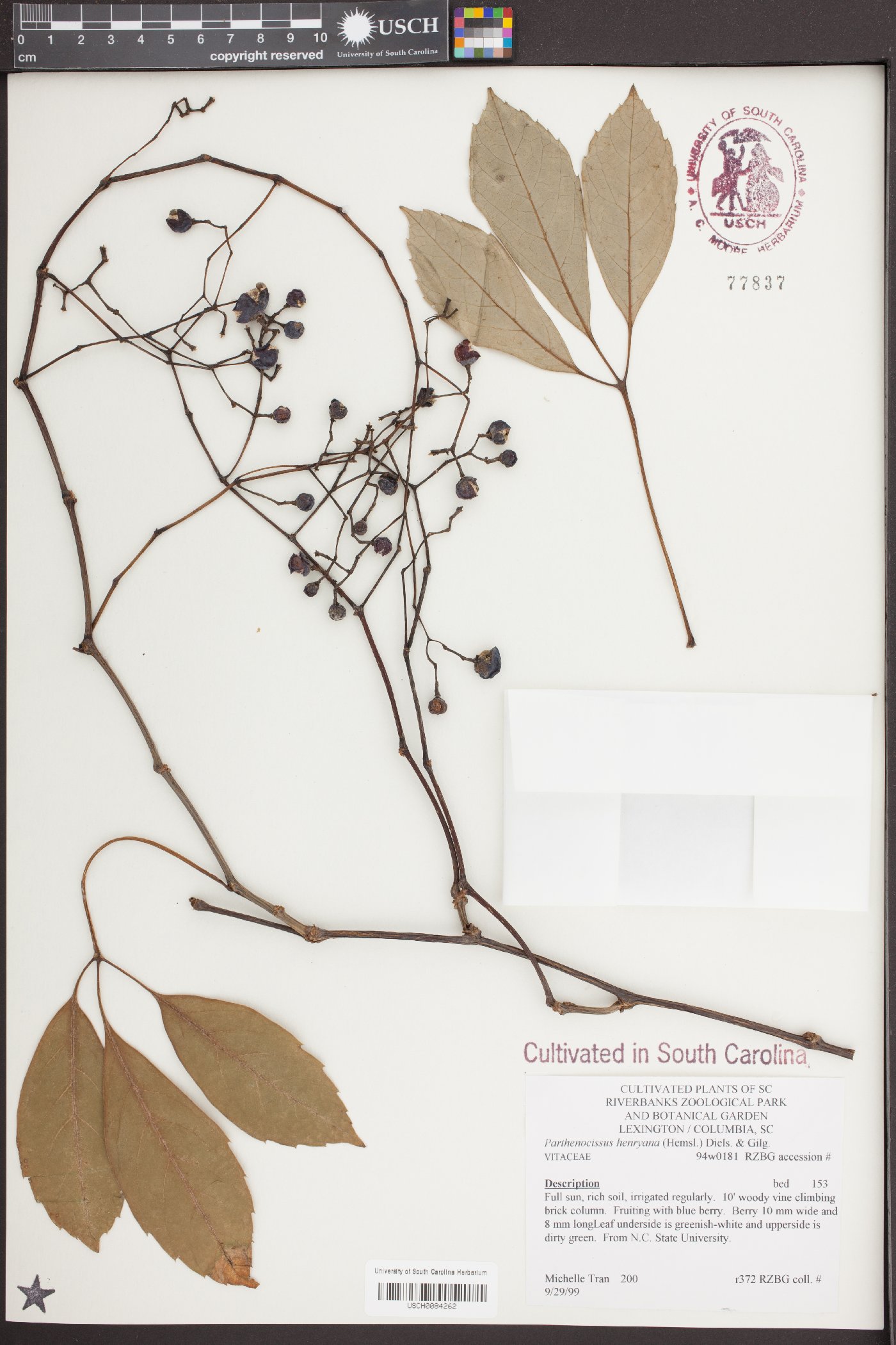 Parthenocissus henryana image