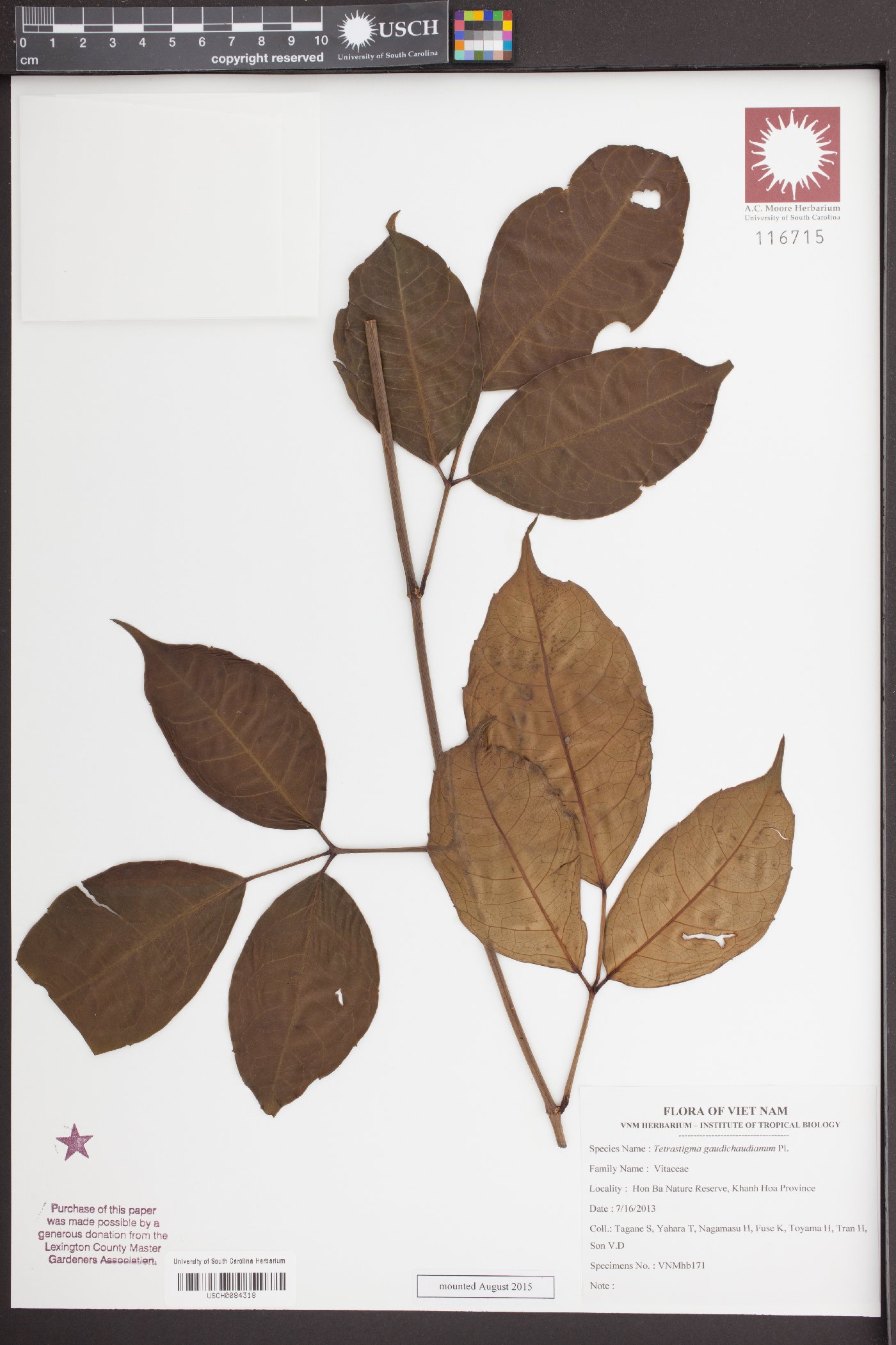 Tetrastigma gaudichaudianum image