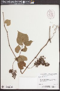 Vitis baileyana image