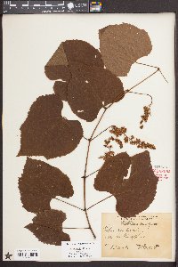 Vitis aestivalis var. aestivalis image